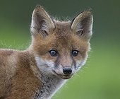 Cub Red Fox walking in a meadow at spring  - GB