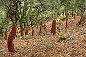 Barked cork oaks - Los Alcornocales Spain 