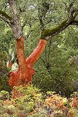 Barked cork oak - Los Alcornocales Spain 