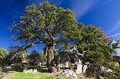 Cork oak - Cuenca Alta del Manzanares Spain 