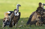 Rüppell's Vultures on ground - Valley of Alcudia Spain 