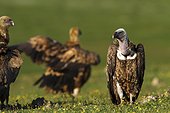 Rüppell's Vulture on ground - Valley of Alcudia Spain 