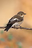 Pied Flycatcher on a branch - Spain