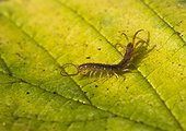 Brown centipede on a leaf - France 