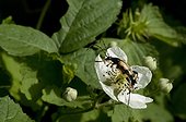 Long-horned beetle on blackberry flower - France 