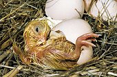 Chicken hatching