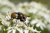 Tachinid fly on flowers Giant Hogweed - France ; if the forelegs cleaner