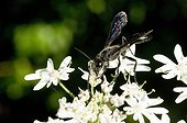 Mexican sphex on flowers Great Berce - France