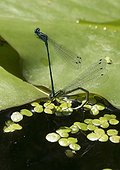 Azur damselfly female laying in water - France ; Spawning occurs immediately after mating, the male remaining still hanging on the neck of the female.