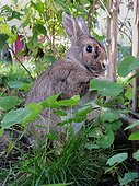 Domestic rabbit in a garden