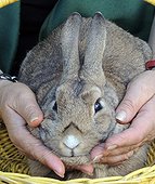 Domestic rabbit in the hands of a woman