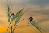 Harvest mouses amongst barley in summer - GB