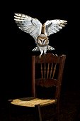 Barn Owl on chair at night - Spain