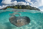 Pink whiprays under surface - Moorea French Polynesia