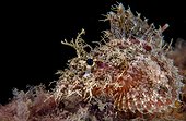 Papuan Scorpionfish on reef - French Polynesia