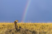 Cheetahs in the savannah and rainbow sky - Masai Mara Kenya