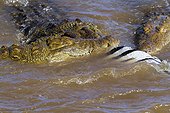 Nile crocodiles feeding on a zebra in water - Masai Mara 