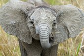 Portrait of young African Elephant - Masai Mara Kenya