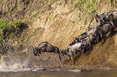 White-bearded Wildebeest crossing the Mara river - Kenya