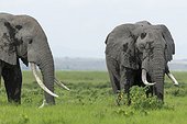 Male African Elephants eating - Amboseli Kenya
