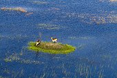 Red Lechwes on an islet - Okavango Delta Botswana