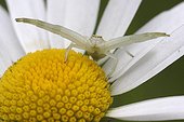 Goldenrod Spider on the lookout on Oxeyedaisy - France