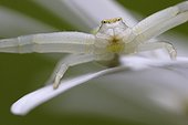 Portrait of Goldenrod Spider on the lookout on a Oxeyedaisy 