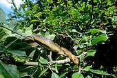 Aesculapian snake on a branch - France ; Controlled conditions