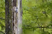 Young Tawny Owls on an old tree - Luxemburg 