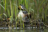 Great Crested Grebe with youngs on floating nest - France