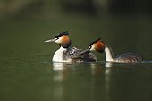 Great Crested Grebe carrying her young on her back - France