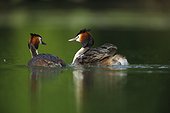 Great Crested Grebe carrying her young on her back - France