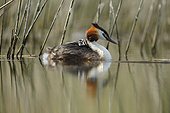Great Crested Grebe carrying her young on her back - France