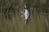 Great Crested Grebe carrying her young on her back - France