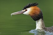 Portrait of Great Crested Grebe with a fry in the beak - France