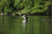 Tufted Ducks couple on water - Alsace France