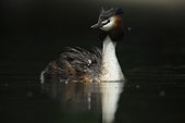 Great Crested Grebe carrying her young on her back - France
