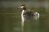 Great Crested Grebe carrying her young on her back - France
