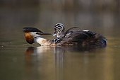 Great Crested Grebe carrying her young on her back - France