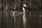 Great Crested Grebe carrying her young on her back - France