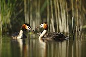 Great Crested Grebe feeding her young on her back - France