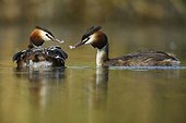 Great Crested Grebe carrying her young on her back - France