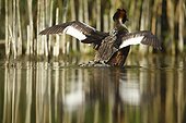 Great Crested Grebe carrying her young on her back - France