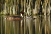 Great Crested Grebe giving a pen in her young - France