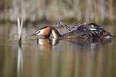 Great Crested Grebe carrying her young on her back - France