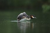 Great Crested Grebe ejecting her young in the water - France