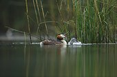Great Crested Grebe and young on the water - Alsace France