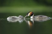 Great Crested Grebe feeding her young on water - Alsace France