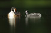 Great Crested Grebe and young on water - Alsace France