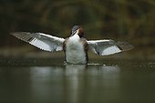 Great Crested Grebe open wings on the water - Alsace France